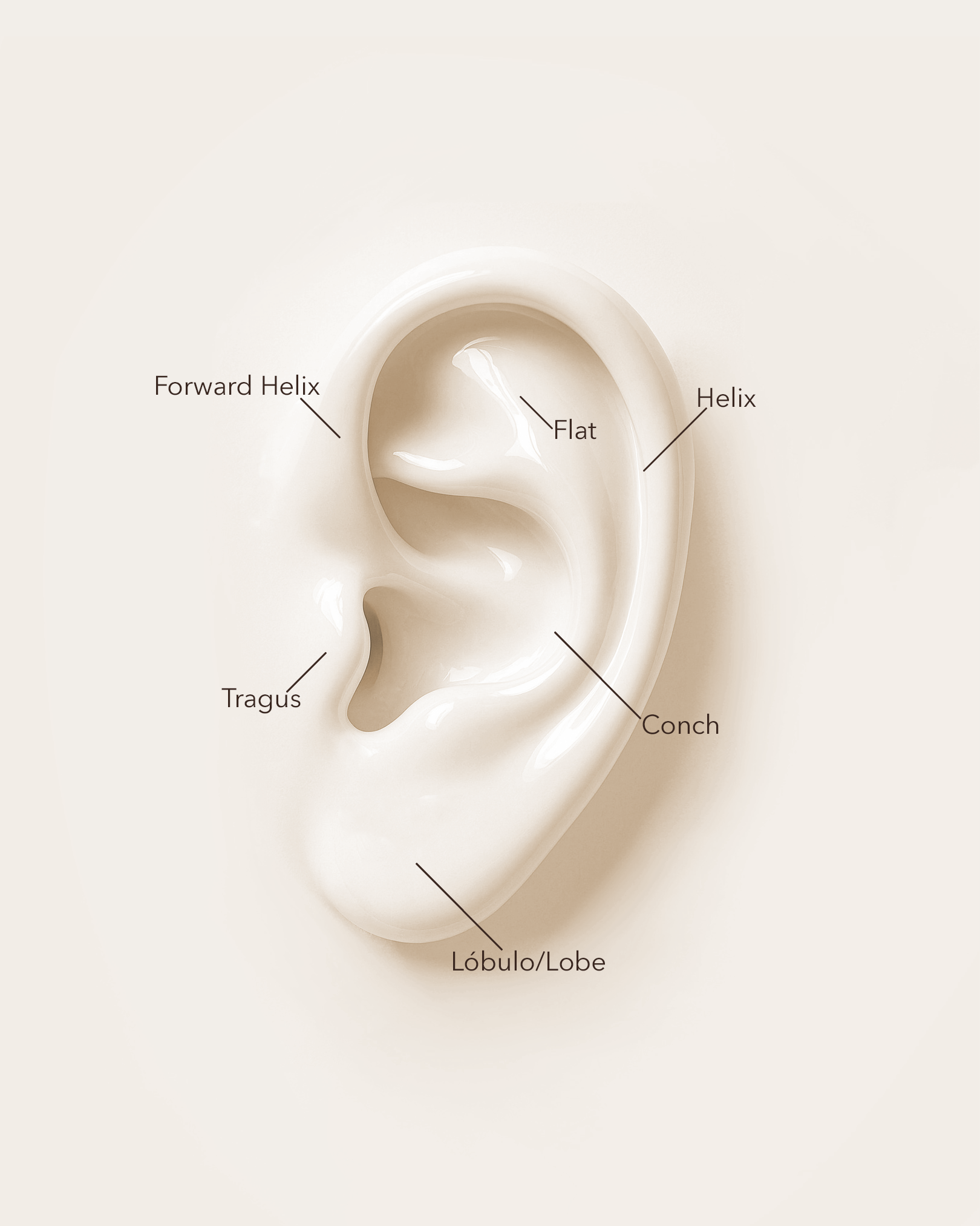 Piercing circonita de titanio